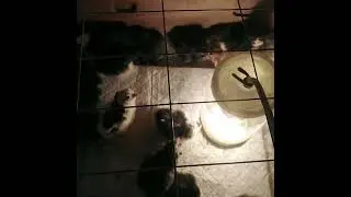 Печём ватрушки с творогом, второй вывод циплят пошел🤗🙏🐤🐥🐣☕☕💐❤️