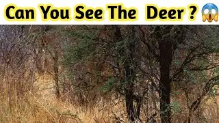 Nobody Can Find All The Hidden Animals | Optical Illusions | Brain Teasers / Shiva Magic Movie