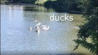 silly vlog of san francisco (and of july)