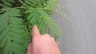 The plant is ticklish