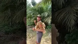 SLEBEW BADANYA BESAR TANGANYA KECIL