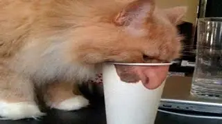 cat video