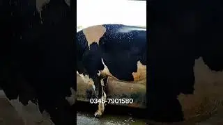 Imported cows for sale In Faisalabad