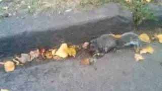 Egutta tv (drunk squirrel)