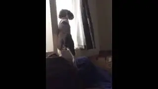 Funny Dog. Watch till the end to see what the fuss is about.