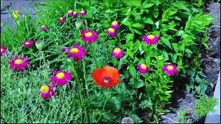 И вновь, Лариса, прислала видео из Сибири.