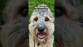 My Doodle Just Bit Someone | What Should I Do?