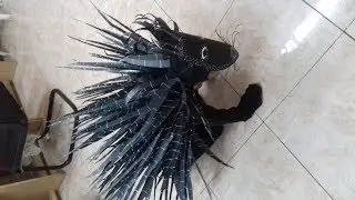 How to make a Porcupine Fancy Dress Costume easily/1 st Prize winning fancy dress Costume