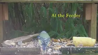At the Feeder