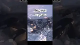 12 косаток застряли во льдах #зима