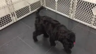 TPSC PK - Rocky and Clover Play Date