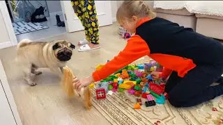 Pug Teddy is afraid of a toy horse 🐎 @Sasa350_