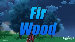 Fir wood Genshin Impact Location and Look