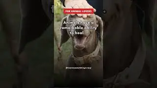 Animals have a remarkable ability to heal... #shorts