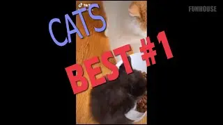 #Cats # Котики #Shorts #Funhouse off #Фанхаус офф