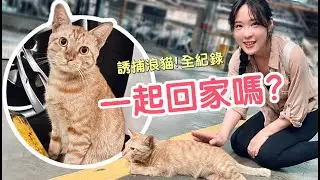地下室發現流浪貓一起回家嗎？誘捕貓咪全紀錄｜傲嬌爸的養貓日常