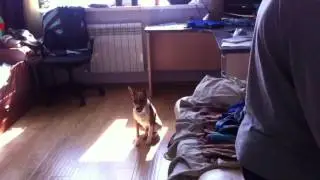 в Африке молчун, а на Кубане певун😂
