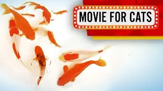 😸 Movie for Cats - Family of Koi fish (Video for Cats to Watch)