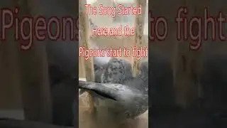 Sonic exe Festival Song Make Pigeon Fights to Death at my Window😲| Strange Phenomenon 