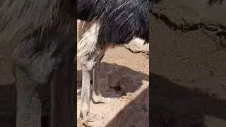 bird giant camel 