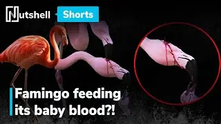 Is the flamingo feeding its baby blood? | 