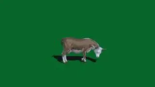 Green screen cow, green screen animals for use in chroma key, no copyright