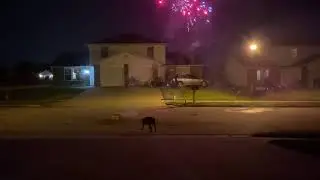 My dog (Fanfan) loves fireworks.