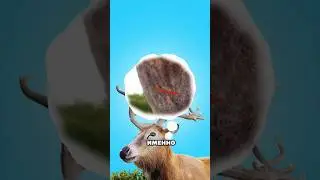 #bts