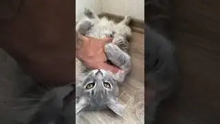 Український кіт