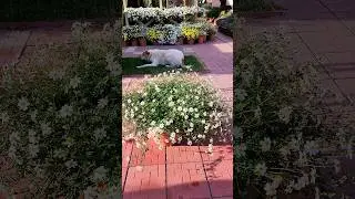 ЧТО ЭТО ЗА ЦВЕТЫ?