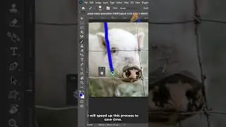 The Secret to Remove a Fence from a photo: Photoshop tutorial