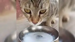 Cat Drinking Milk | Street Cat | Cats of YouTube | Cute