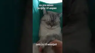 это пипец...#кот#кошка#ютуб#youtube#cat