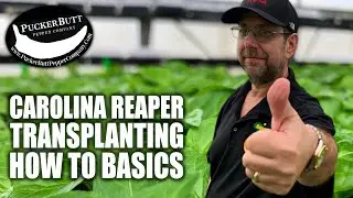 Carolina Reaper Grow Camp | How To Transplant