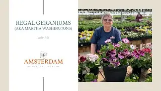 What You Need to Know About Regal Geraniums (aka Martha Washingtons)