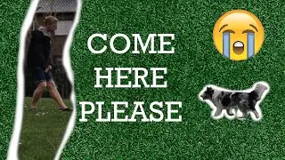 Dog training 101: How to teach your dog to come?