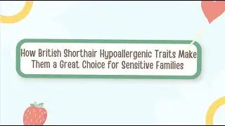 🔹 How British Shorthair Hypoallergenic Traits Make Them a Great Choice for Sensitive Families