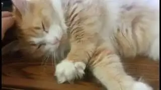 Мотя и ЯП