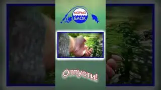 Мормышинг. Поймал - отпусти.