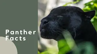 Panther Facts | Mammals | Animal Facts