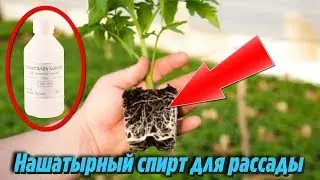 НАШАТЫРНЫЙ СПИРТ для рассады ТОМАТОВ и ПЕРЦЕВ Зачем и как ПОДКАРМЛИВАТЬ РАСТЕНИЯ