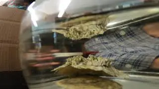 blurry barnacle feeding