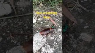 Kecoak vs lebah hijau sapa yang menang