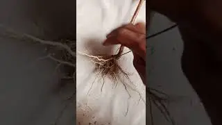 Wannan ciyawar tana maganin sanyi tana maganin miyagu kuma tana kawar da zazzabin MALARIA