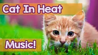 How to Calm My Cat in Heat! This is the Best Music to Help Relax Your Cat During Heat! Soothing!