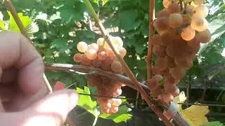 Пифос - высокоустойчивый технический сорт Молдовы