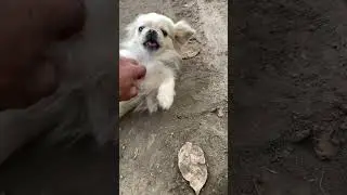 #dog