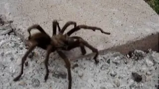 GIANT SPIDER Caught On Tape