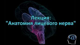 Анатомия лицевого нерва. Лекция. Анатомия центральной нервной системы. Нейроанатомия