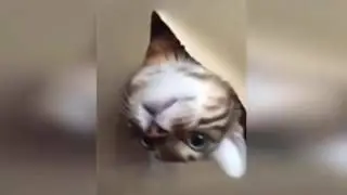 Подборка Fail приколы
